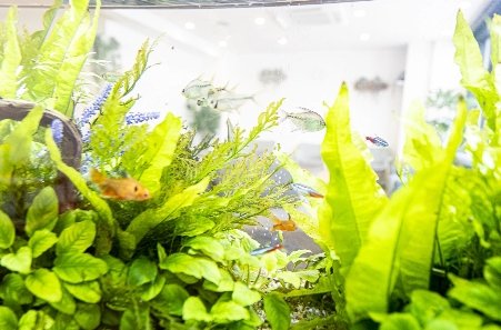 水槽｜医療法人社団雄清会 おだ歯科クリニック